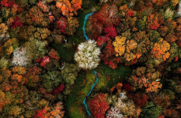 Aerial drone view over autumn forest